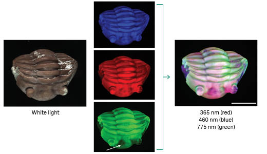 White light and NIR fluorescence images of trilobite fossil (Ordovician, Sweden) showing signal variation, captured at 775 nm