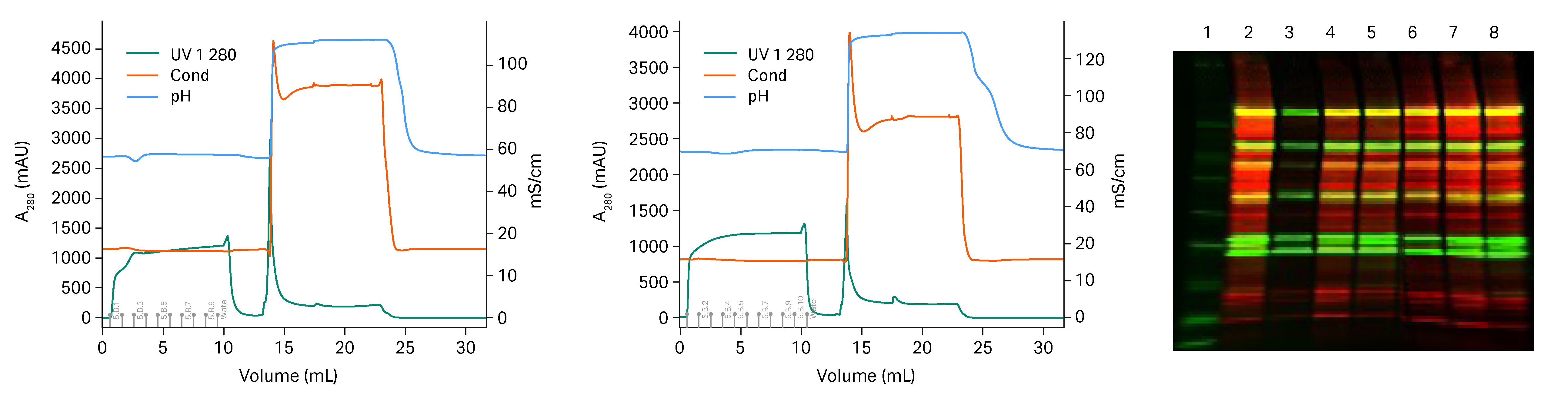 2Step Purification of Adenovirus using Ion Exchange chromatography
