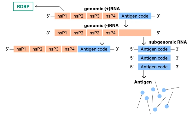 Image showing saRNA encoding non-structural proteins