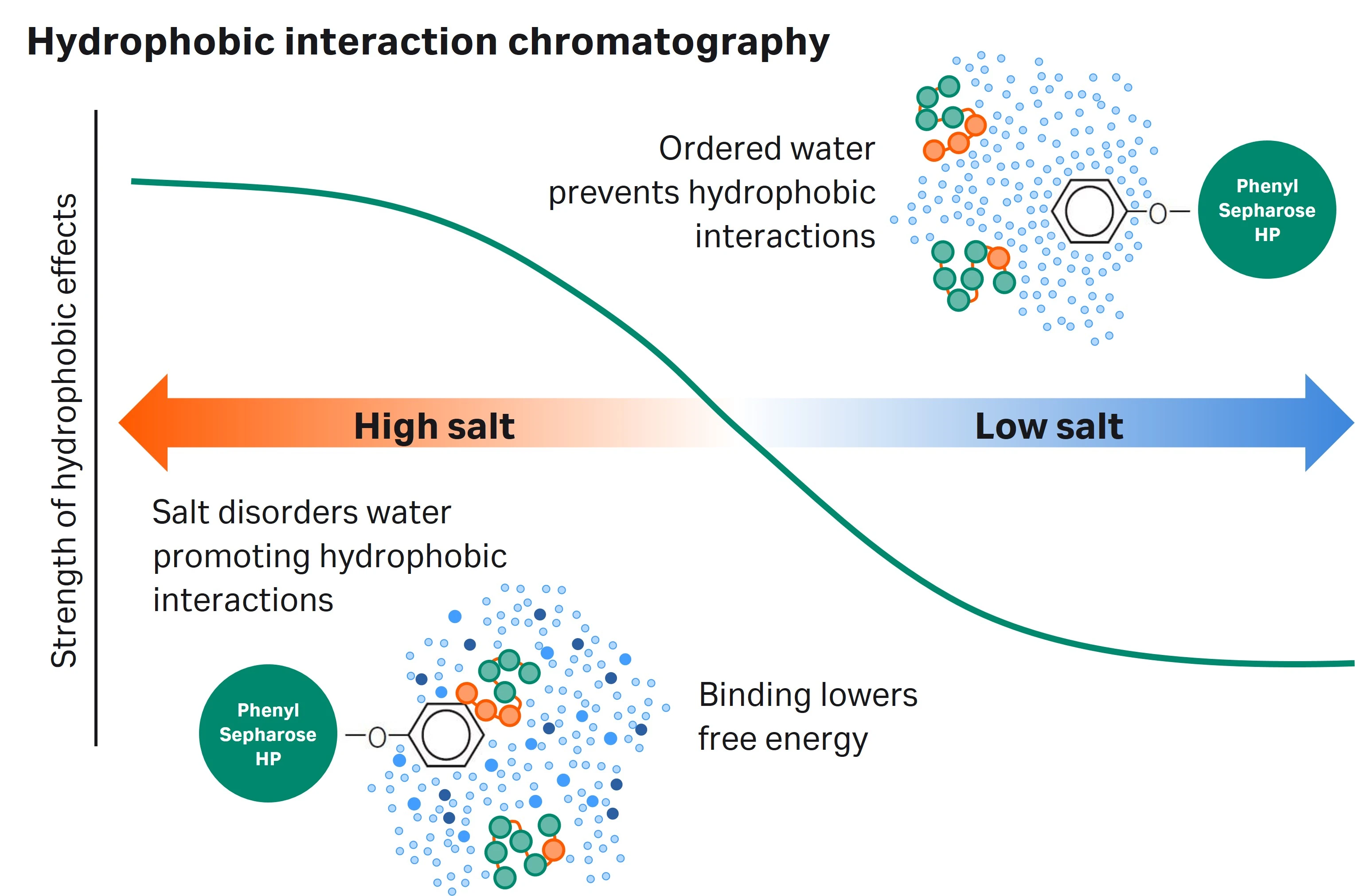 Hydrophobic interaction chromatography graph. Curve shows strength of hydrophobic interactions from high salt to low salt with strongest effects in high salt.