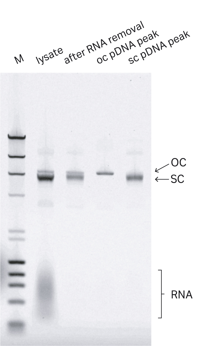 Three step supercoiled plasmid DNA purification Cytiva