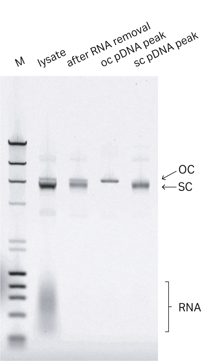 Agarose gel purity of lab-scale purified plasmid DNA