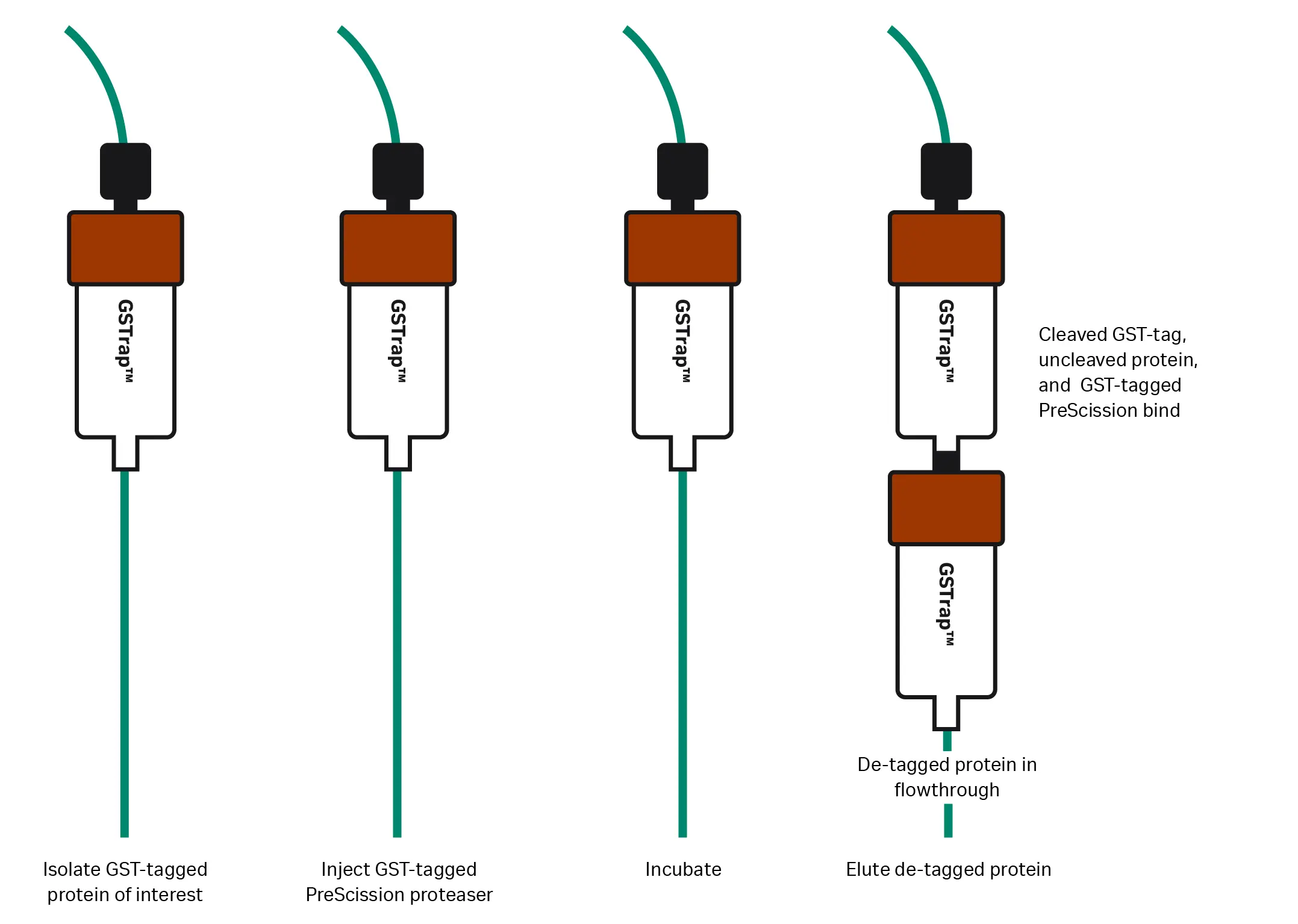 Figure 2 - GST Tagged protein purification