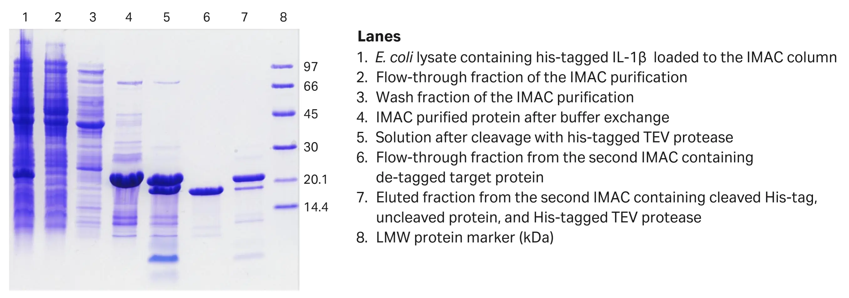 Figure 5 - Gel of tagged proteins