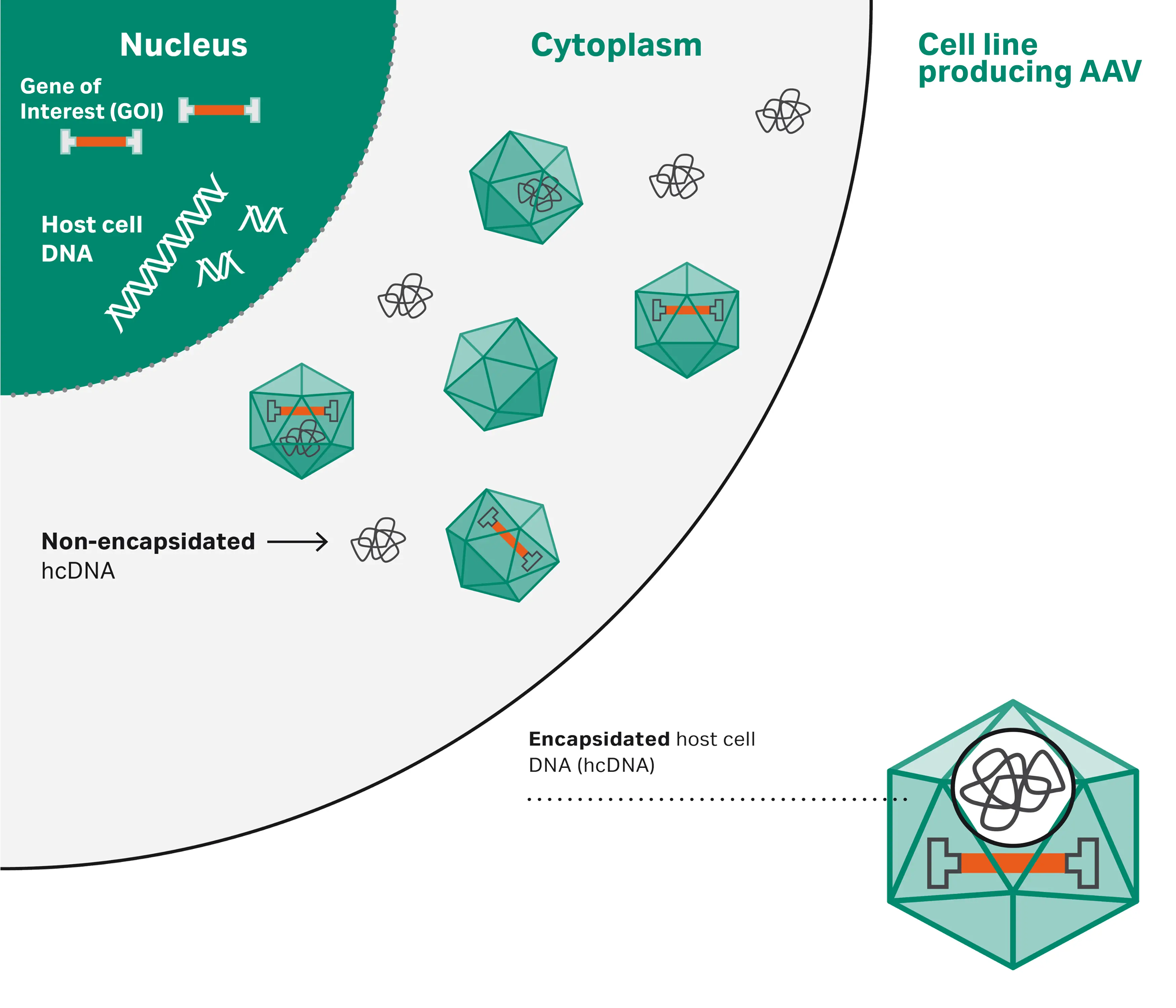 Formation of encapsidated and non-encapsidated hcDNA