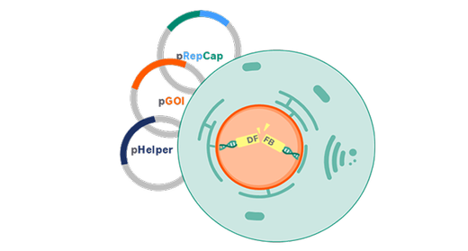 ELEVECTA transient cell line