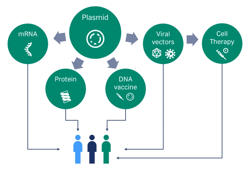Illustrate therapeutic use of pDNA