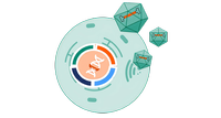 ELEVECTA stable producer cell line 2.0