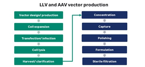 图 2. 慢病毒 (LV) 和腺相关病毒 (AAV) 病毒载体的制备方法示意图。