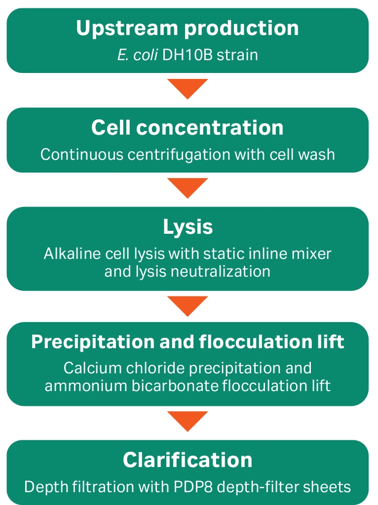 An overview of pDNA production through the midstream process