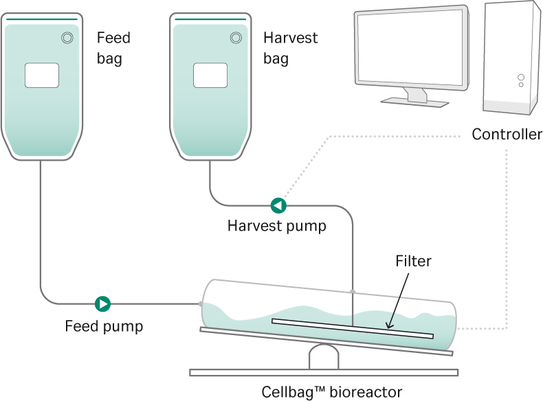Perfusion setup for ReadyToProcess™ WAVE™ 25 bioreactor.