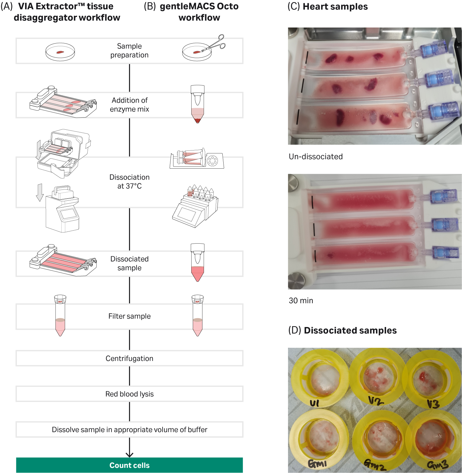 Highquality singlecell suspensions from heart tissue Cytiva