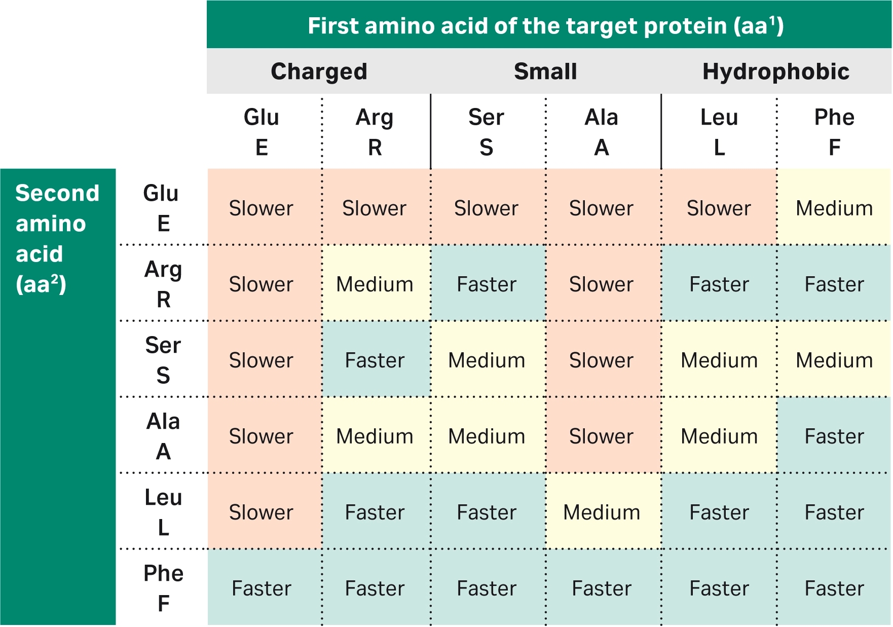 Table of analysis data from a real-time cleavage-kinetics study using Biacore™ SPR