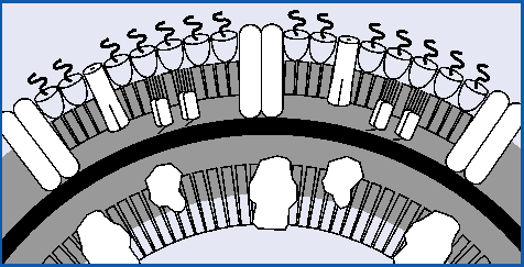 Outer layer of gram-negative bacteria