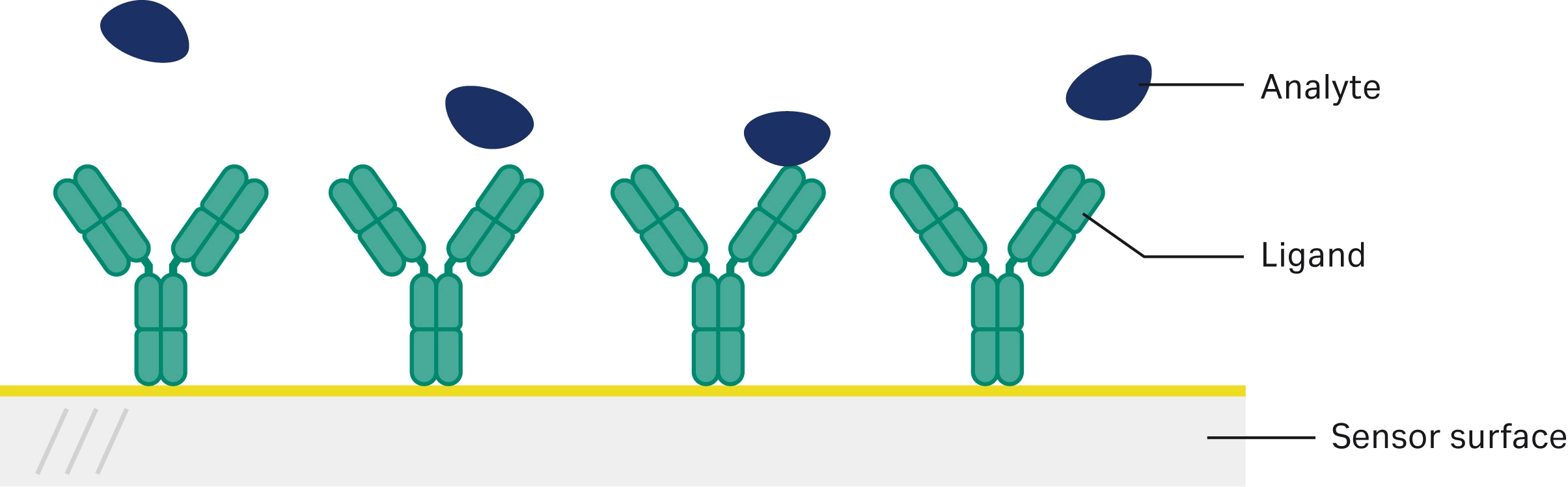 Illustration of antibody attached to sensor surface