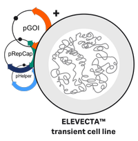 ELEVECTA transient illustration