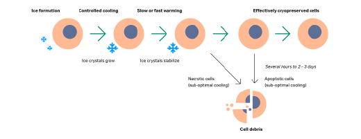 Cell structure changes during freezing and warming