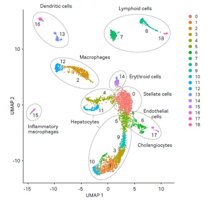 Clusters identified with cell types
