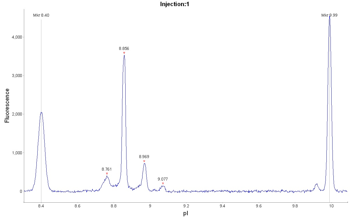 Magnified cIEF electropherogram for Adalimumab separated using Pharmalyte 8-10.5