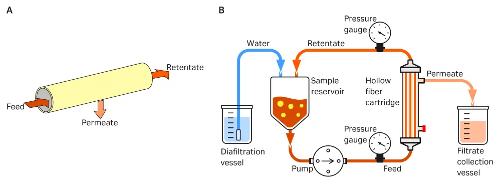 Constant volume diafiltration process using hollow fiber TFF