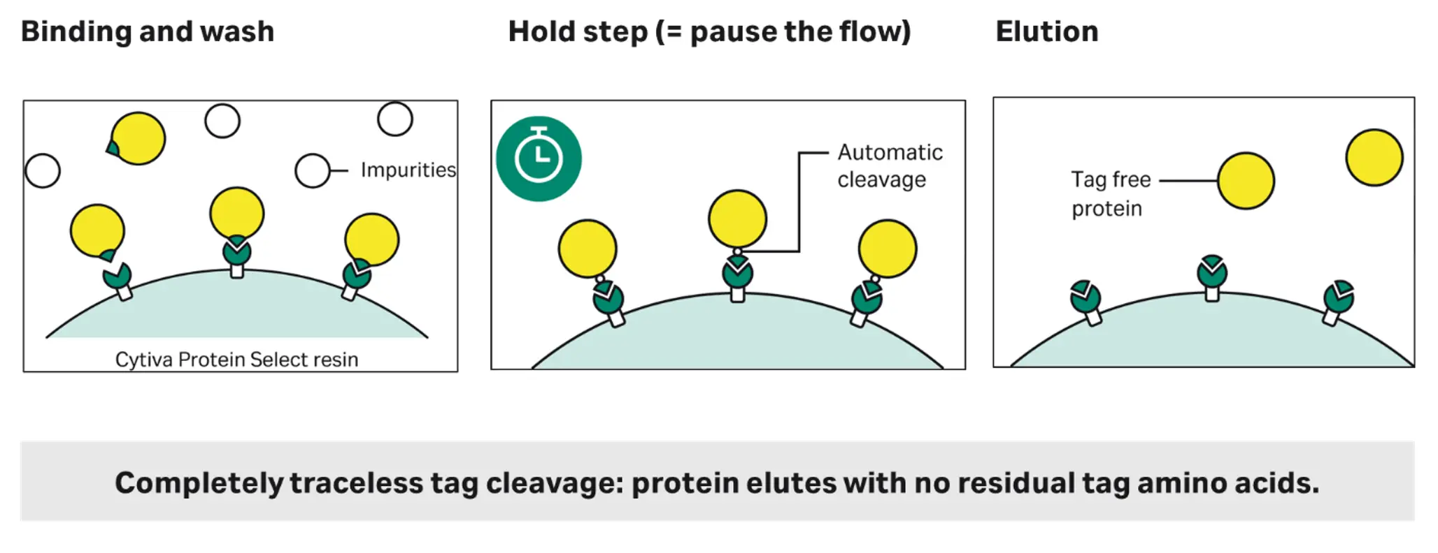 Overview of Cytiva™ Protein Select™ affinity purification.