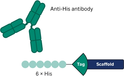 Protein construct with Cytiva Protein Select tag and upstream 6×His tag allowing Biacore SPR analysis using anti-His antibodies