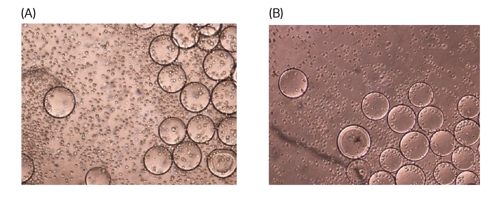 Images showing the cytopathic effect on Vero cells grown on Cytodex™ 3 Gamma or Cytodex™ 3 microcarriers 96 h after infection, at 30% rocking motion