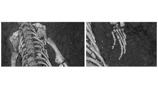 Grayscale fluorescence images of Keichousaurus fossil showing weak signals, captured with Amersham Typhoon scanner