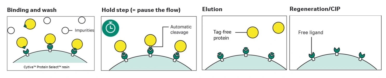 Principle of Cytiva Protein Select technology