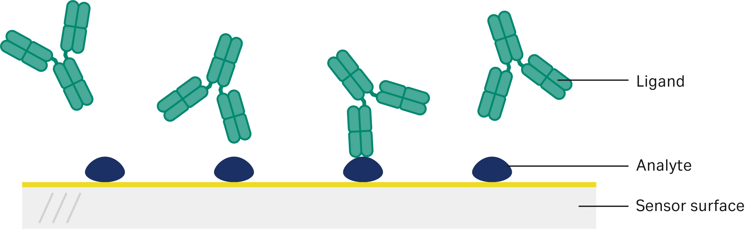 Illustration of antigen attached to sensor surface