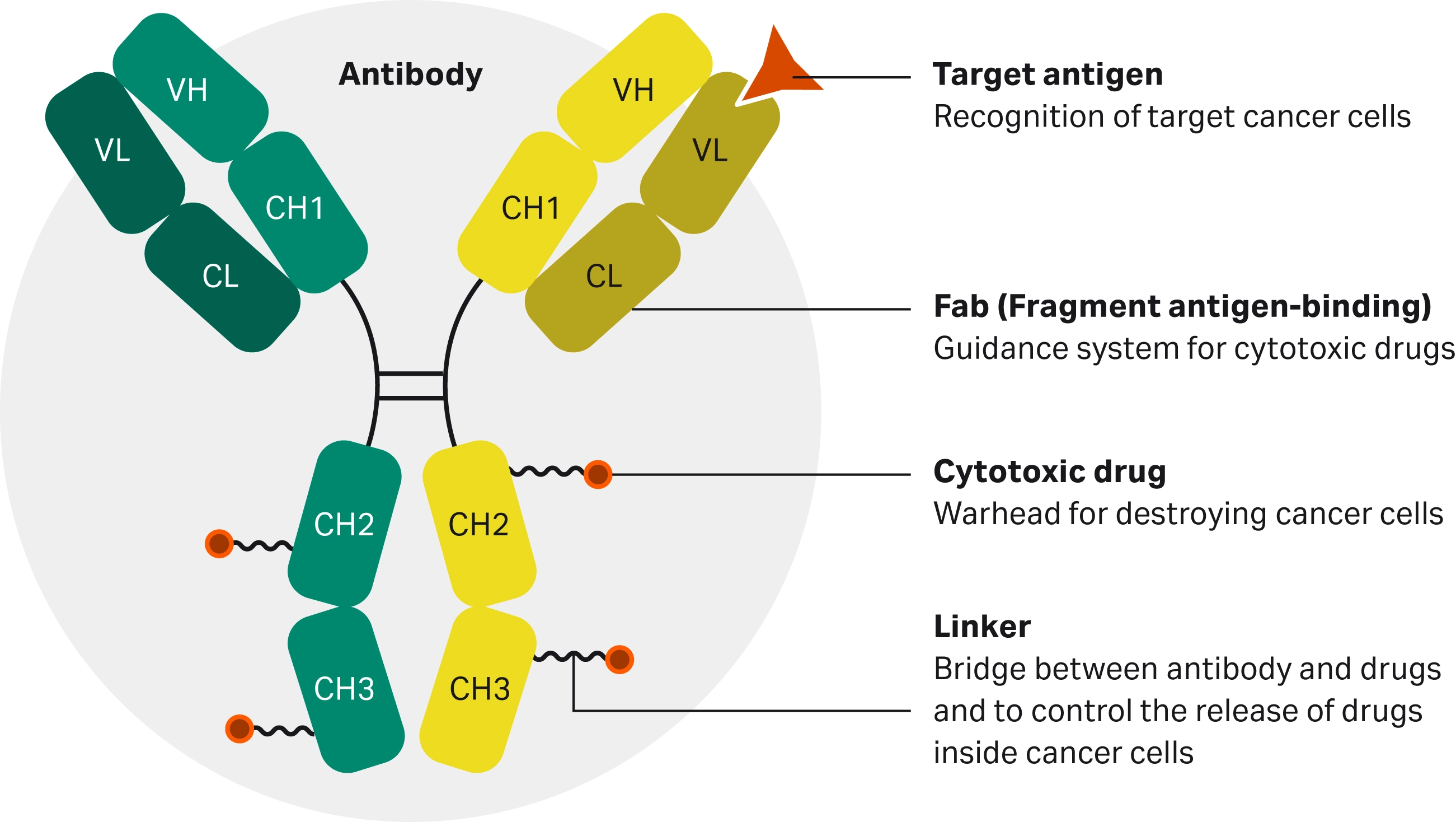 Schematic illustration of an antibody‑drug conjugate with labeled antibody domains, antigen‑binding regions, linker attachments, and cytotoxic drug positions.
