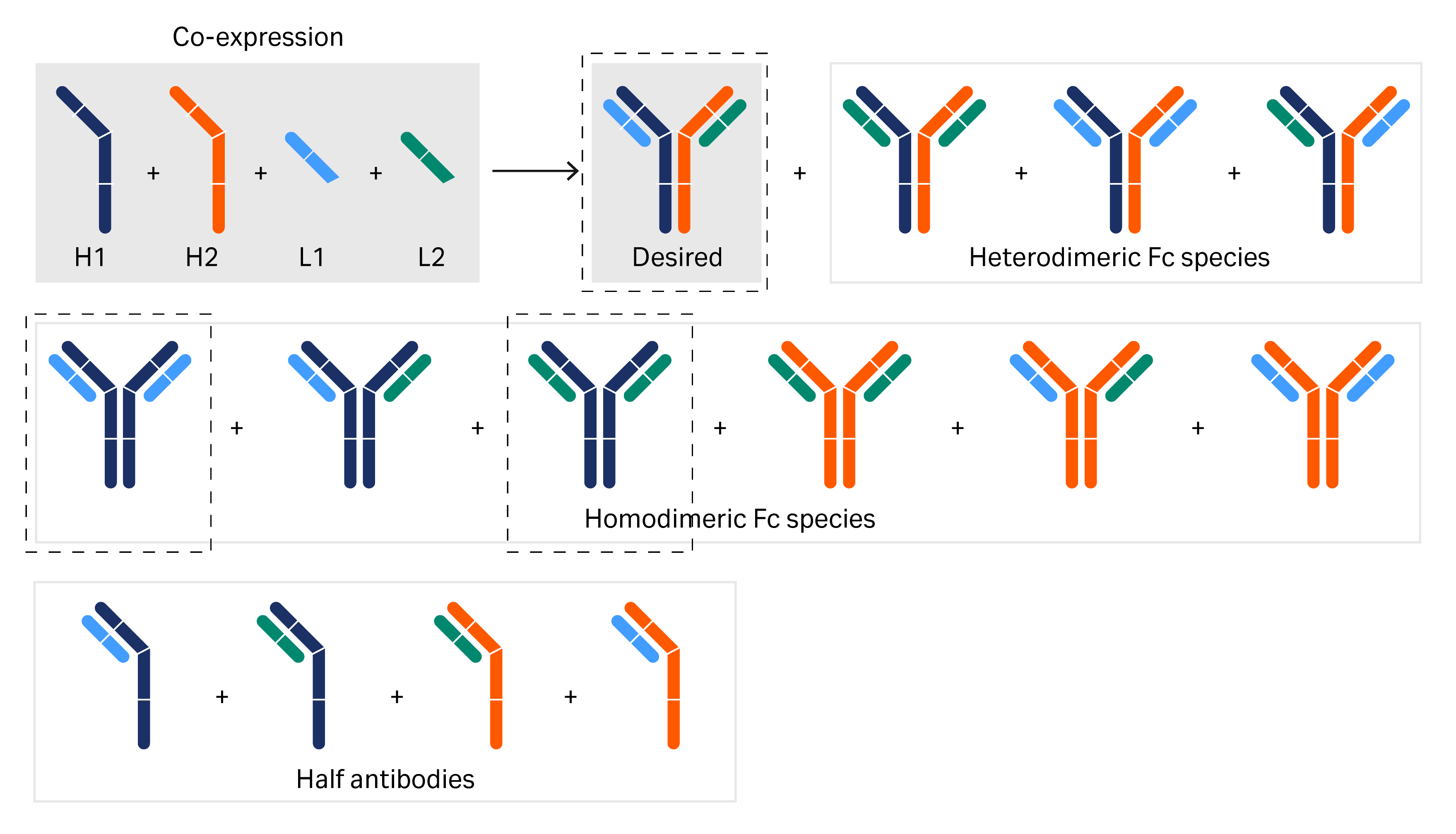Capture of bispecific antibodies and removal | Cytiva