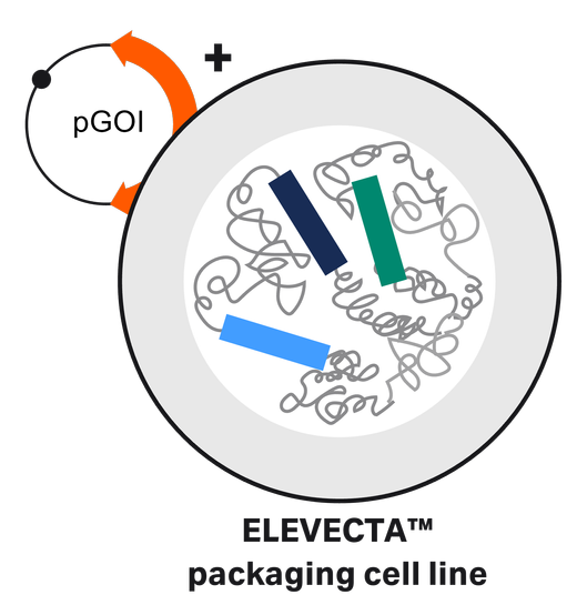 ELEVECTA packaging illustration