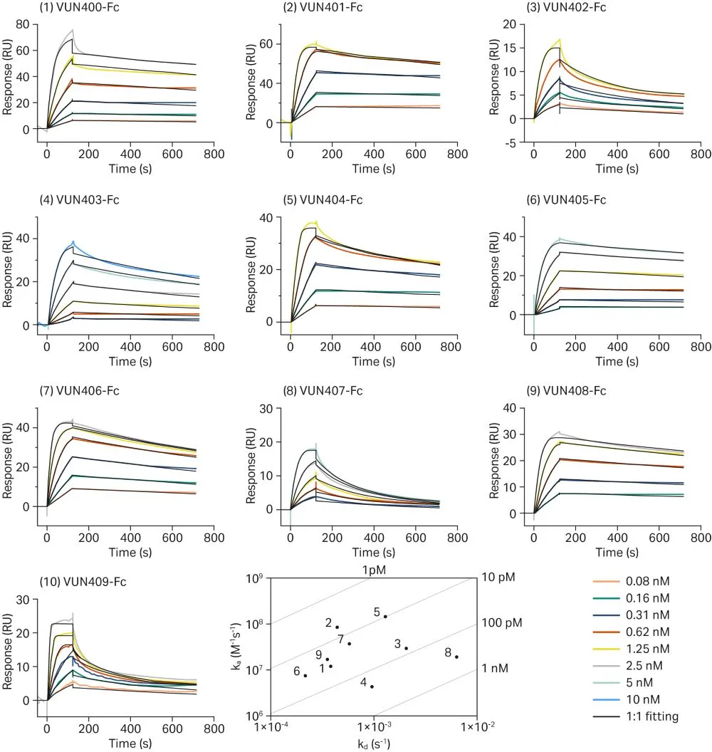 Overlayed SPR curves for ten nanobody injections binding to an immobilized GPCR