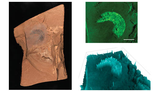 White light and NIR fluorescence images of Stellostomite fossil (Cambrian, China) using Amersham ImageQuant 800, 1 cm scale