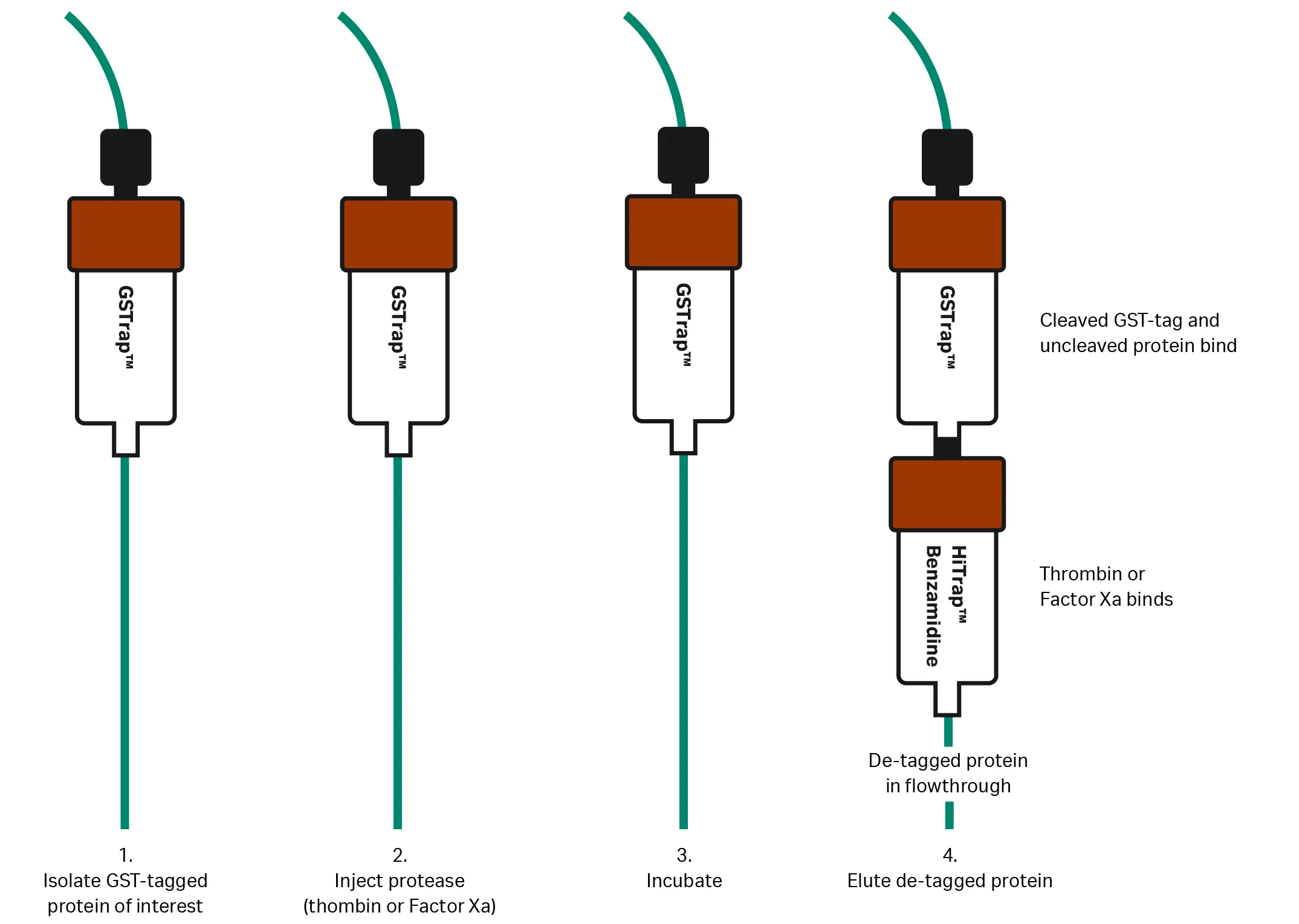 Figure 1 GST Tagged protein purification