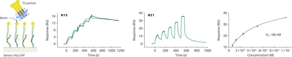 SPR traces showing N15 and N21 binding to Salipro‑T2 particles