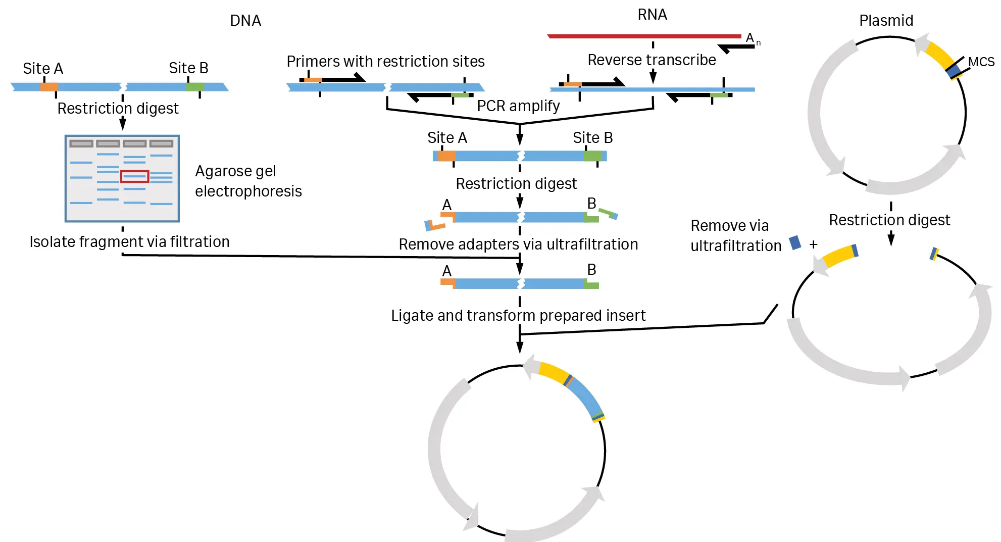 Diagram illustrating traditional and PCR-based cloning workflows, including restriction digestion, adapter removal, and use of ultrafiltration to purify DNA fragments before ligation into a vector.
