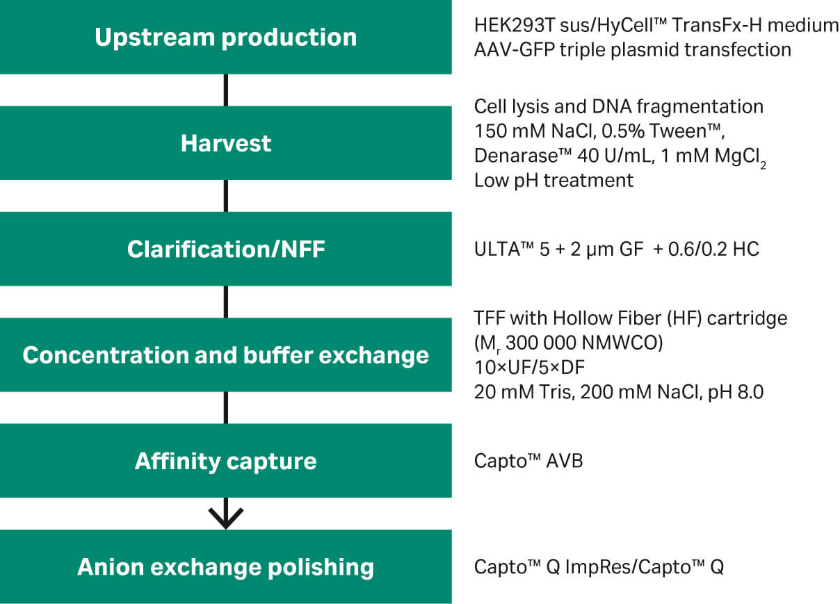 Overview of rAAV2 and rAAV5 purification steps. 