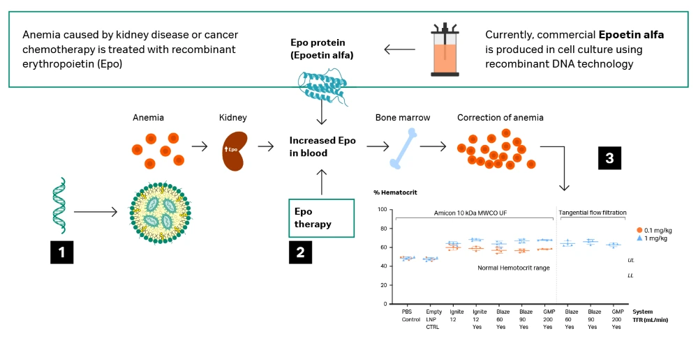 Non-viral gene therapy mediates erythropoietin production