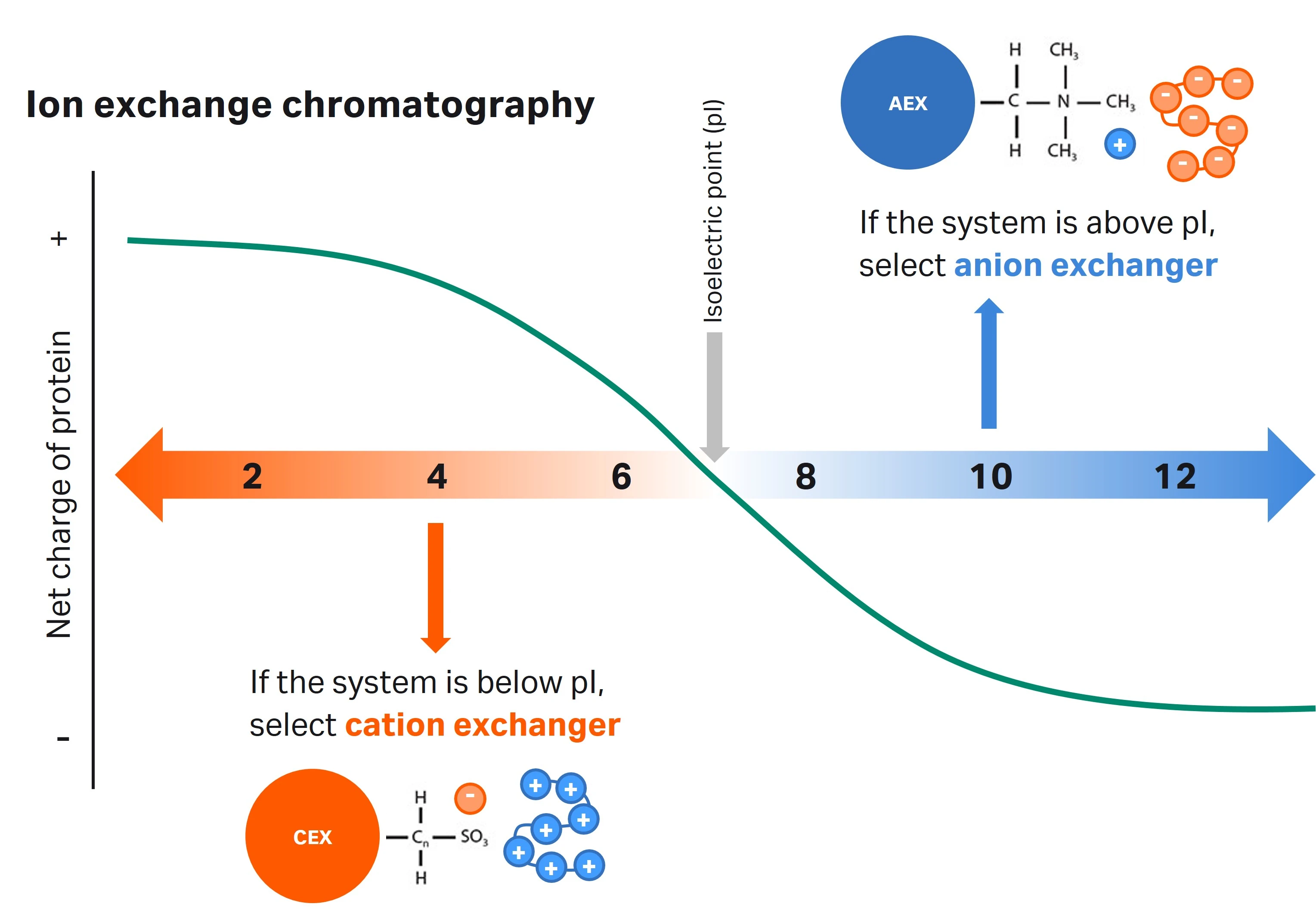 Ion exchange chromatography graph showing pH vs net charge of protein and when to use cation vs anion exchange.
