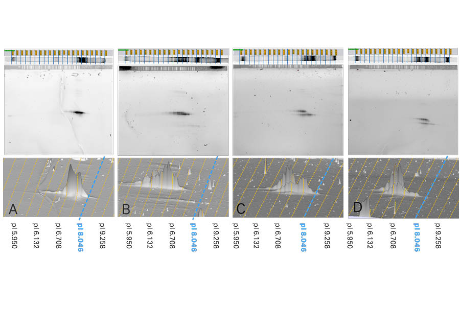 Top: the results of IEF and corresponding 2D patterns of Samples