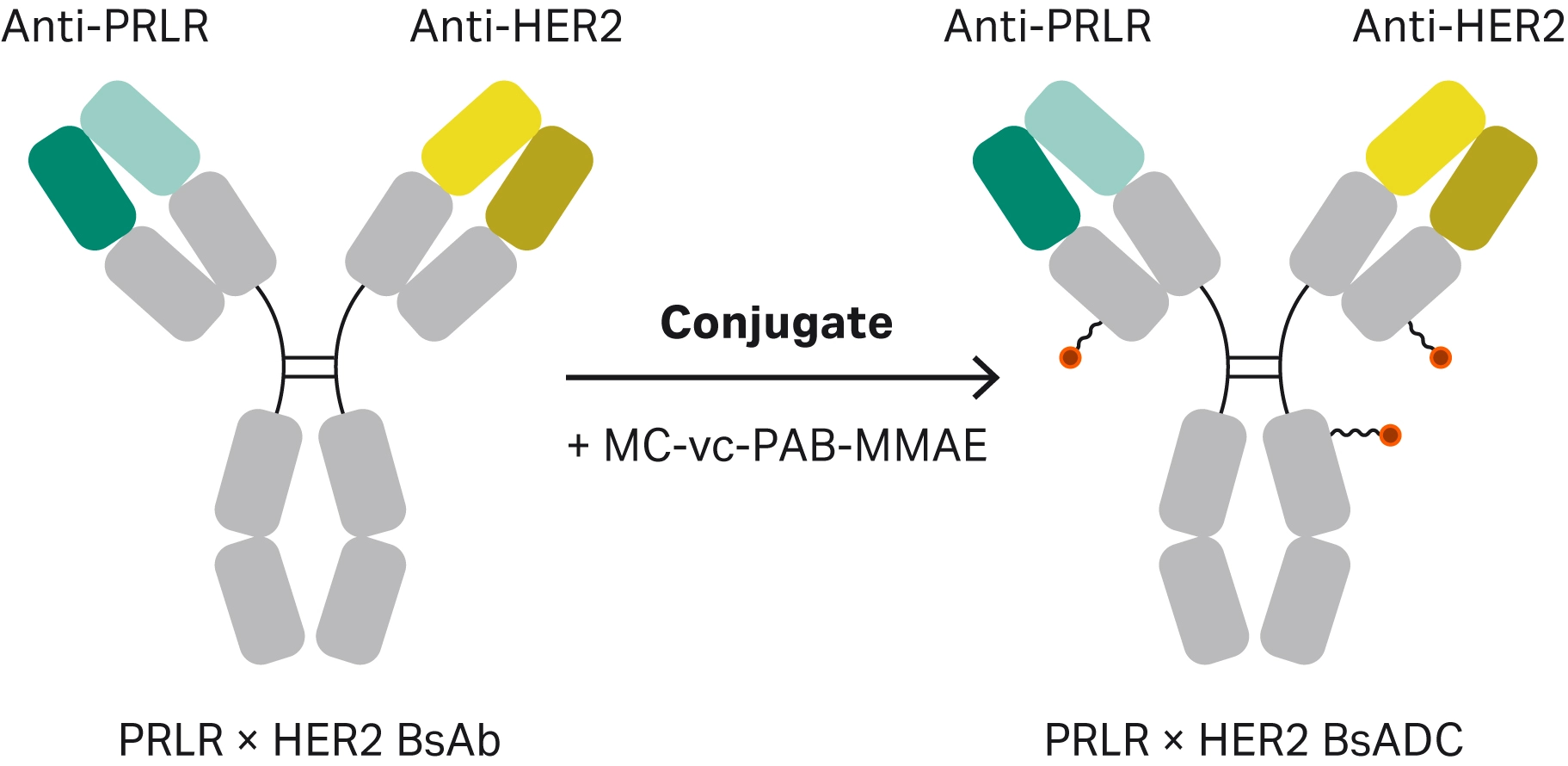 four‑panel spr sensorgram set showing binding curves for unconjugated and conjugated rbg01 and rbg03 antibodies, highlighting how conjugation affects or preserves binding kinetics.