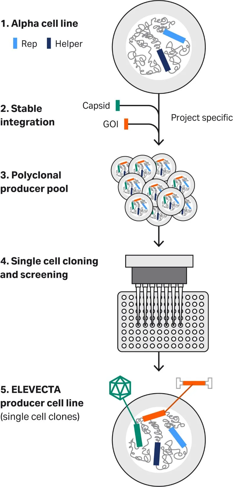 ELEVECTA producer cell line development process