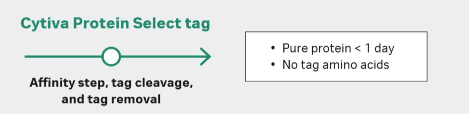 Tagged protein purification workflow