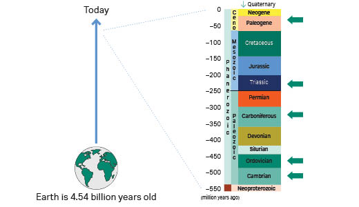 Fossils timeline