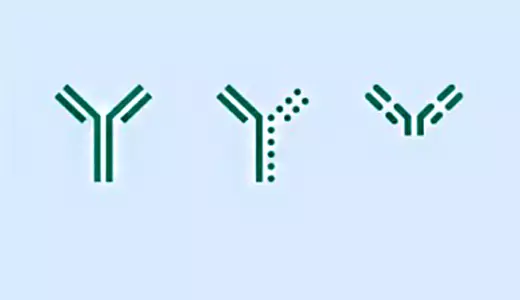 Get to know: mAb variants