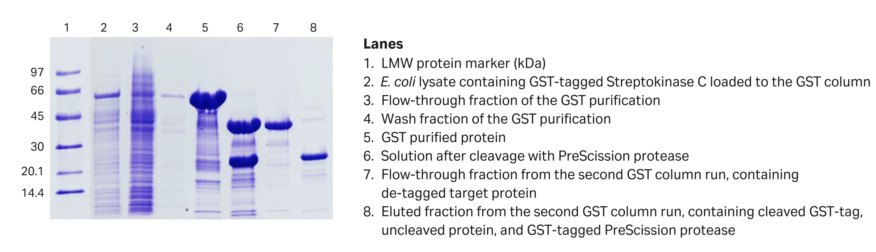 Figure 8 - Gel of tagged proteins