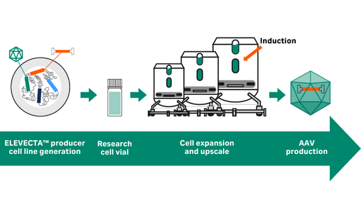 ELEVECTA™ producer cell line workflow webpage content block image 520 x 300