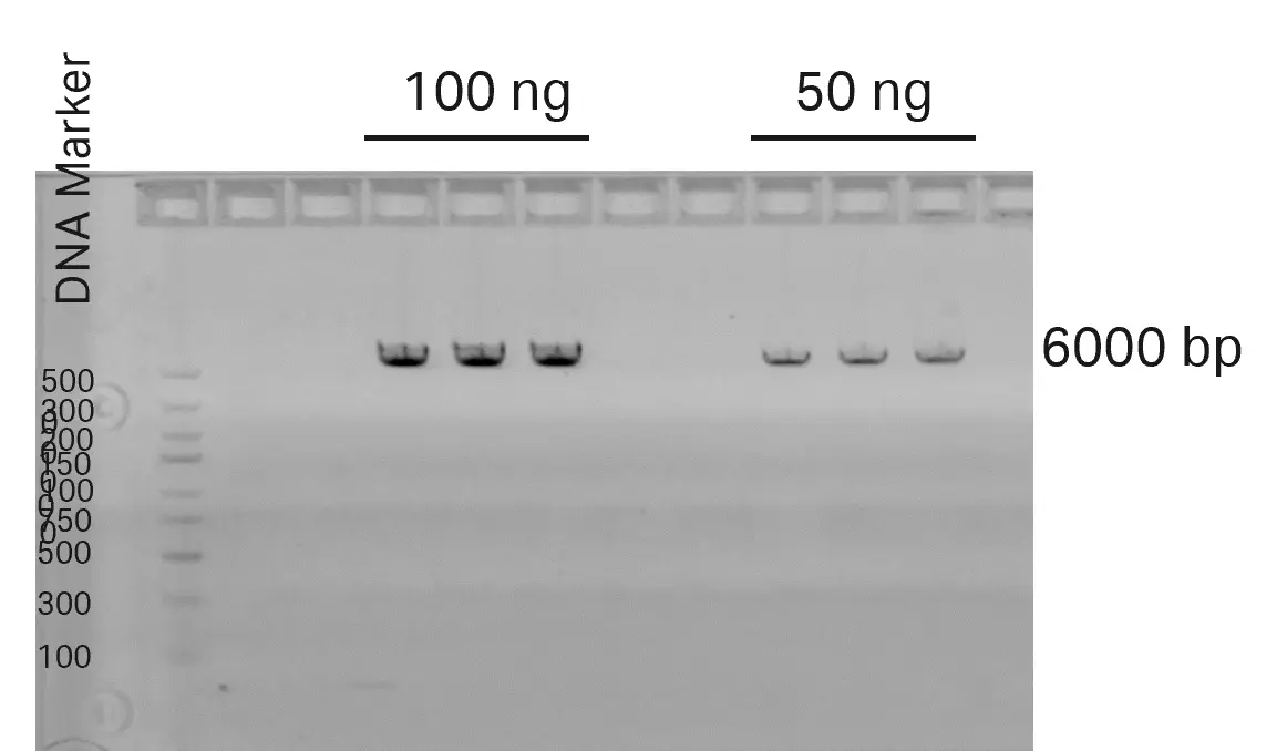 1% agarose gel electrophoresis of linearized DNA after UF/DF0 and sterile filtration